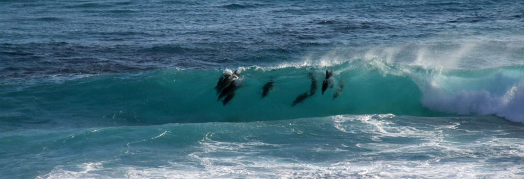 Dolphins in the surf at Golden Gate (wch07)